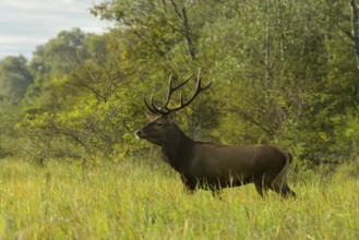 Red deer (Cervus elaphus), walking, meadow, forest, Lower Austria)