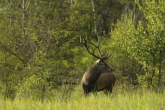Red deer (Cervus elaphus), standing, meadow, forest, Lower Austria