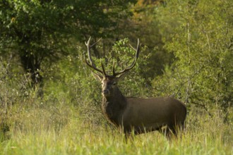 Red deer (Cervus elaphus), standing, meadow, forest, Lower Austria
