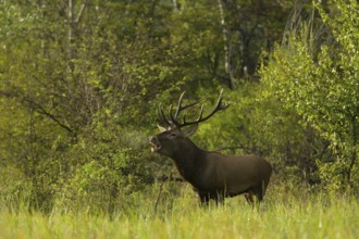 Red deer (Cervus elaphus), standing, roaring, meadow, forest, Lower Austria