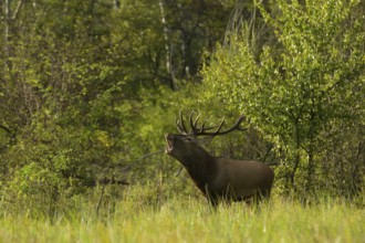 Red deer (Cervus elaphus), standing, roaring, meadow, forest, Lower Austria