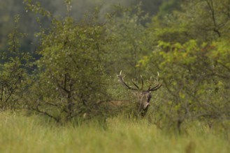 Red deer (Cervus elaphus), standing, roaring, meadow, forest, Lower Austria