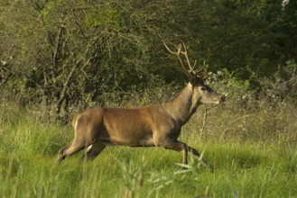 Red deer (Cervus elaphus), running, meadow, forest, Lower Austria
