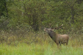 Red deer (Cervus elaphus), standing, roaring, meadow, forest, Lower Austria