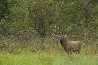 Red deer (Cervus elaphus), standing, roaring, meadow, forest, Lower Austria