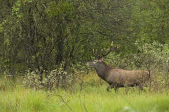 Red deer (Cervus elaphus), walking, meadow, forest, Lower Austria