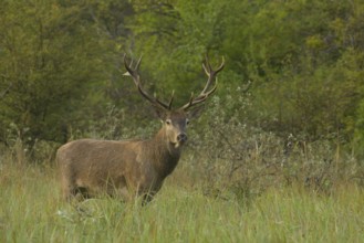 Red deer (Cervus elaphus), standing, meadow, forest, Lower Austria
