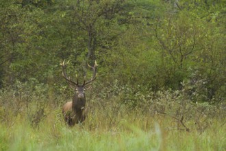 Red deer (Cervus elaphus), standing, meadow, forest, Lower Austria