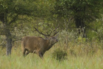 Red deer (Cervus elaphus), walking, meadow, forest, Lower Austria