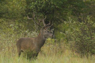 Red deer (Cervus elaphus), standing, meadow, forest, Lower Austria