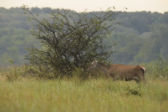 Doe (Cervus elaphus), walking, meadow, Lower Austria