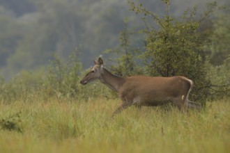 Doe (Cervus elaphus), walking, meadow, Lower Austria