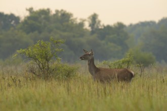Hind (Cervus elaphus), standing, meadow, Lower Austria