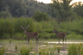 Red deer (Cervus elaphus), standing, water, riparian forest, Lower Austria