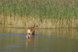 Doe (Cervus elaphus), calf, walking, water, reeds, Lower Austria