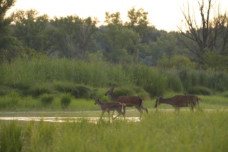 Red deer (Cervus elaphus), calf, water, riparian forest, Lower Austria