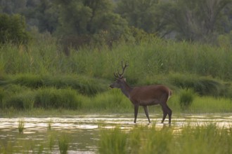 Red deer (Cervus elaphus), standing, water, riparian forest, Lower Austria