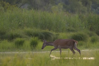 Doe (Cervus elaphus), walking, water, riparian forest, Lower Austria