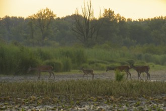 Red deer, calf (Cervus elaphus), walking, riparian forest, Lower Austria