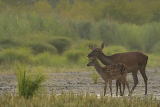 Doe, calf (Cervus elaphus), standing, riparian forest, Lower Austria