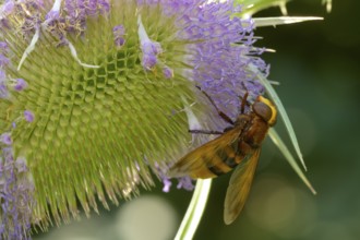 Hornet hoverfly (Volucella zonaria), Wild teasel, Lower Austria