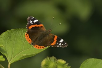 Admiral (Vanessa atalanta), Lower Austria