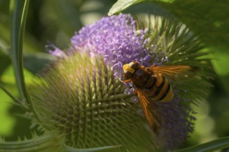 Hornet hoverfly (Volucella zonaria), Wild teasel, Lower Austria