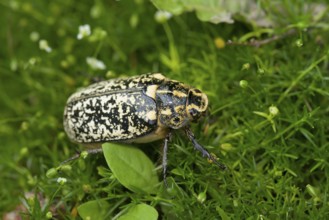 Walker, Turkish cockchafer (Polyphylla fullo), Lower Austria
