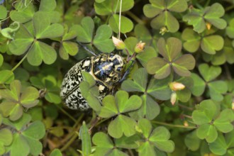 Walker, Turkish cockchafer (Polyphylla fullo), Lower Austria