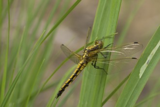 Blue Arrow (Orthetrum cancellatum), dragonfly, sitting, Lower Austria