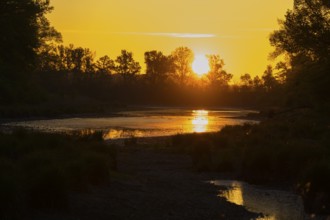 Morning atmosphere, riparian forest, sunrise, Lower Austria