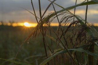 Morning atmosphere, sun, reeds, Lower Austria