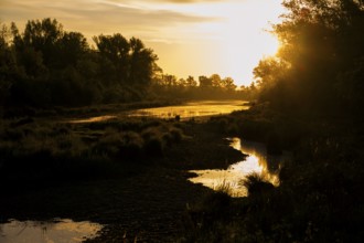 Morning atmosphere, riparian forest, sunrise, Lower Austria