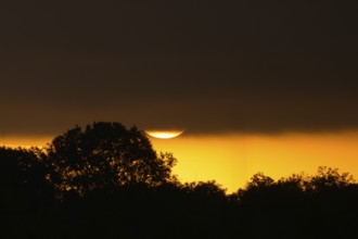 Morning atmosphere, riparian forest, sunrise, dense clouds, Lower Austria