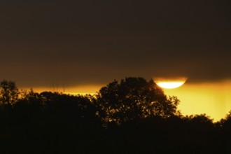Morning atmosphere, riparian forest, sunrise, dense clouds, Lower Austria