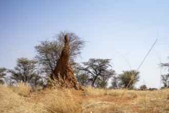 Outjo is a peaceful Namibian town surrounded by savannas, hills, and scattered termite mounds, with
