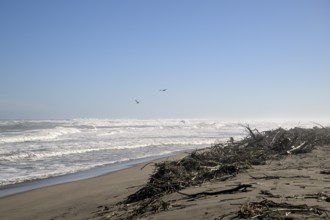 Beach on the Atlantic Ocean near Oranjemund, diamond restricted area, Karas region, Namibia