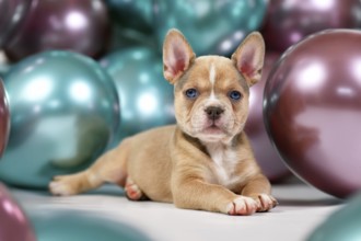 6 weeks old healthy French Bulldog dog puppy in fornt of colorful balloons
