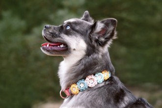 Portrait of cute French Bulldog x Siberian Husky dog mix with paracord flower collar