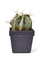 Side view of small Bishop's Cap 'Astrophytum Ornatum' cactus plant in flower pot on white