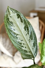 Leaf of tropical 'Aglaonema Silver Bay' houseplant with silver pattern
