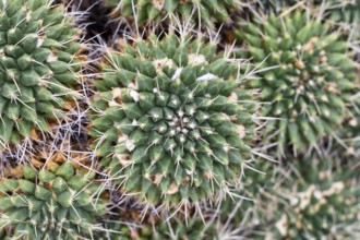 Close up of small Mammillaria cactus plant