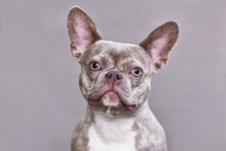 Portrait of lilac brindle French Bulldog dog in front of gray background