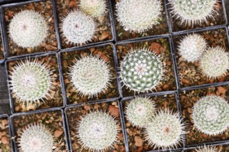Top view of many small 'Mammillaria Parkinsonii' cactus plants