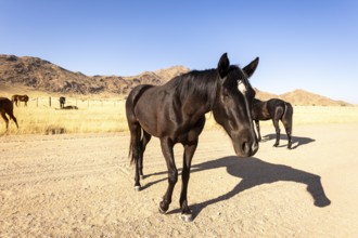 The remote desert around Solitaire, Namibia, is home to resilient wildlife, including wild horses