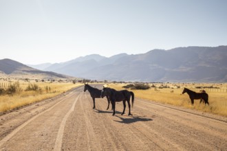 The remote desert around Solitaire, Namibia, is home to resilient wildlife, including wild horses