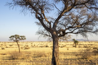 Solitaire is a remote settlement in Namibia, located on the edge of the Namib Desert, surrounded by