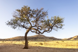 Solitaire is a remote settlement in Namibia, located on the edge of the Namib Desert, surrounded by