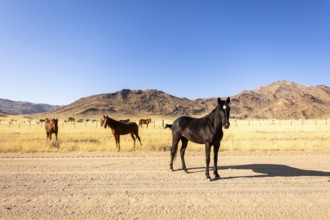 The remote desert around Solitaire, Namibia, is home to resilient wildlife, including wild horses