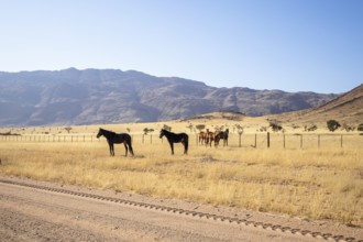 The remote desert around Solitaire, Namibia, is home to resilient wildlife, including wild horses